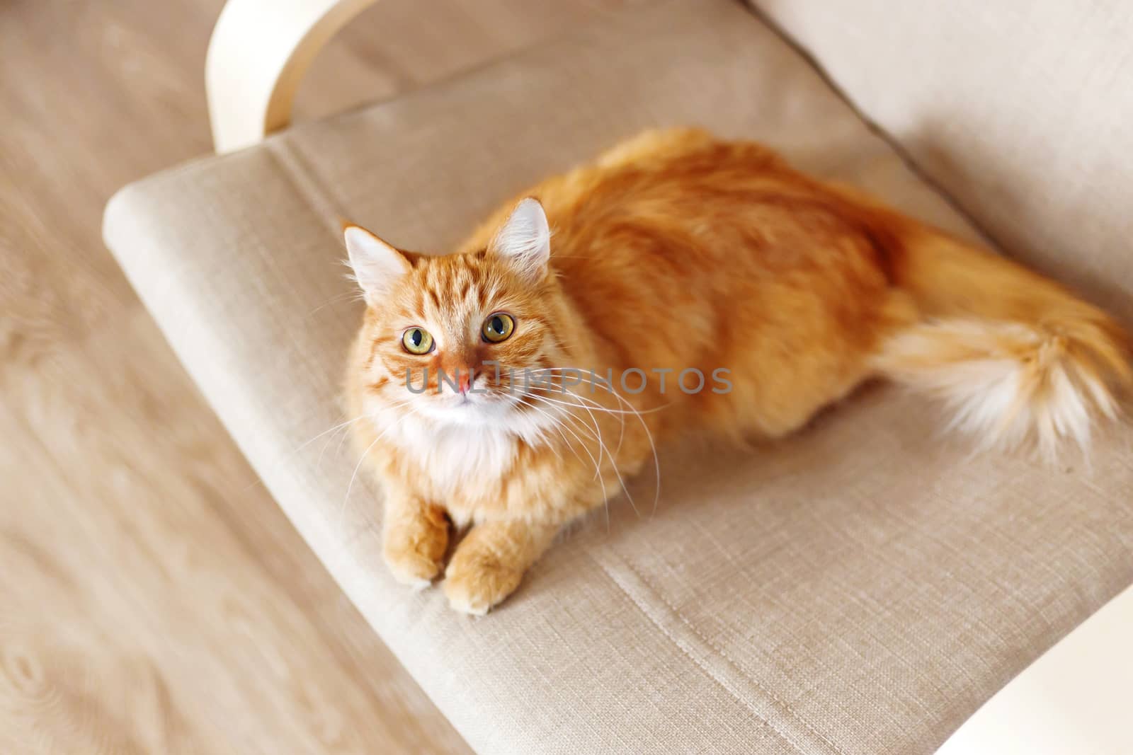 Cute ginger cat lying on chair. Fluffy pet comfortably settled to sleep. Cozy home background with funny pet.