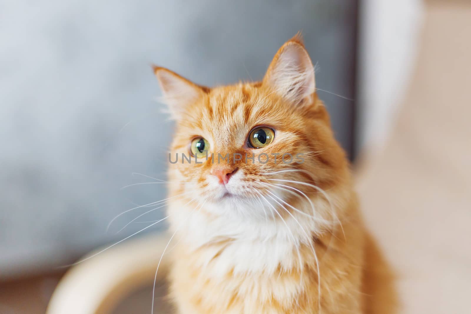 Close up portrait of cute ginger cat. Fluffy pet looks curious.