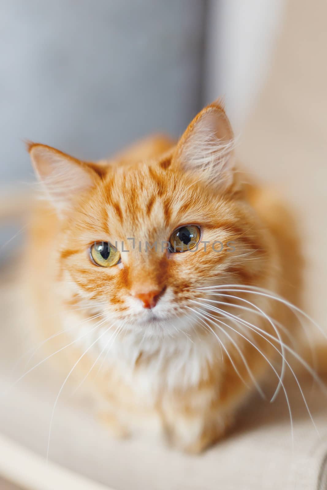 Cute ginger cat is sitting on chair. Fluffy pet looks curious. Cozy home background with funny pet.