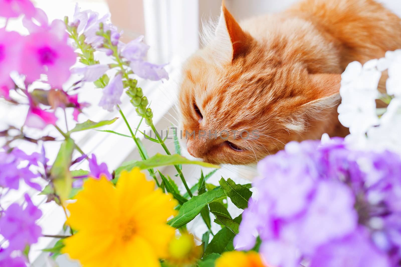 Ginger cat smells a bright bouquet of flowers. Cozy spring morning at home. Cute background.