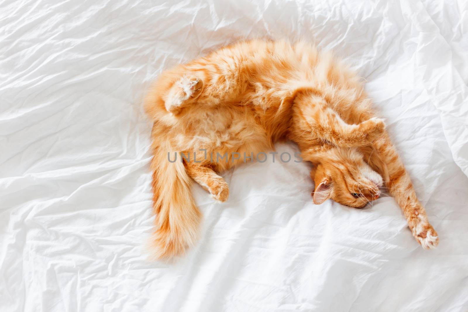 Ginger cat lies on bed. The fluffy pet comfortably settled to sleep or to play. Cute cozy background, morning bedtime at home.