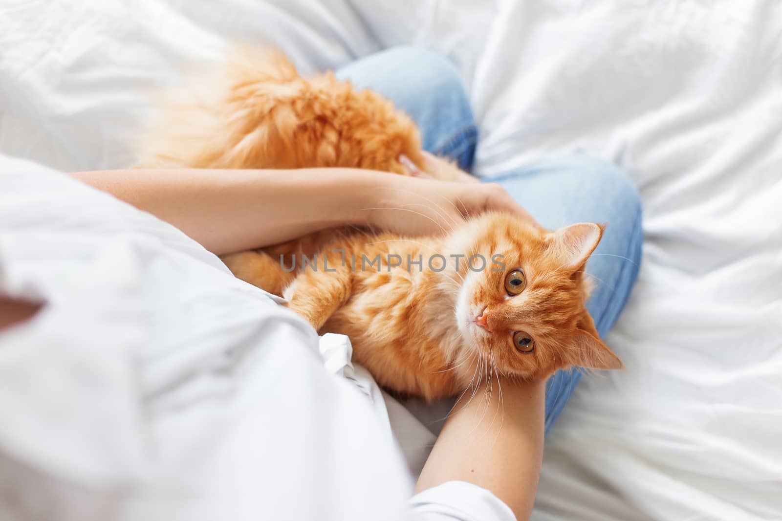 Ginger cat lies on woman's hands. The fluffy pet comfortably settled to sleep or to play. Cute cozy background with place for text. Morning bedtime at home. Soft focus.