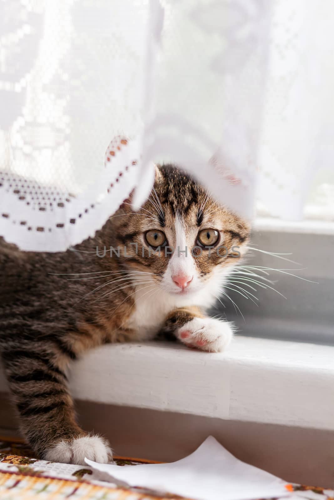Cute gray kitten is hiding behind laced curtains. Fluffy pet at home. Funny cat on window sill.