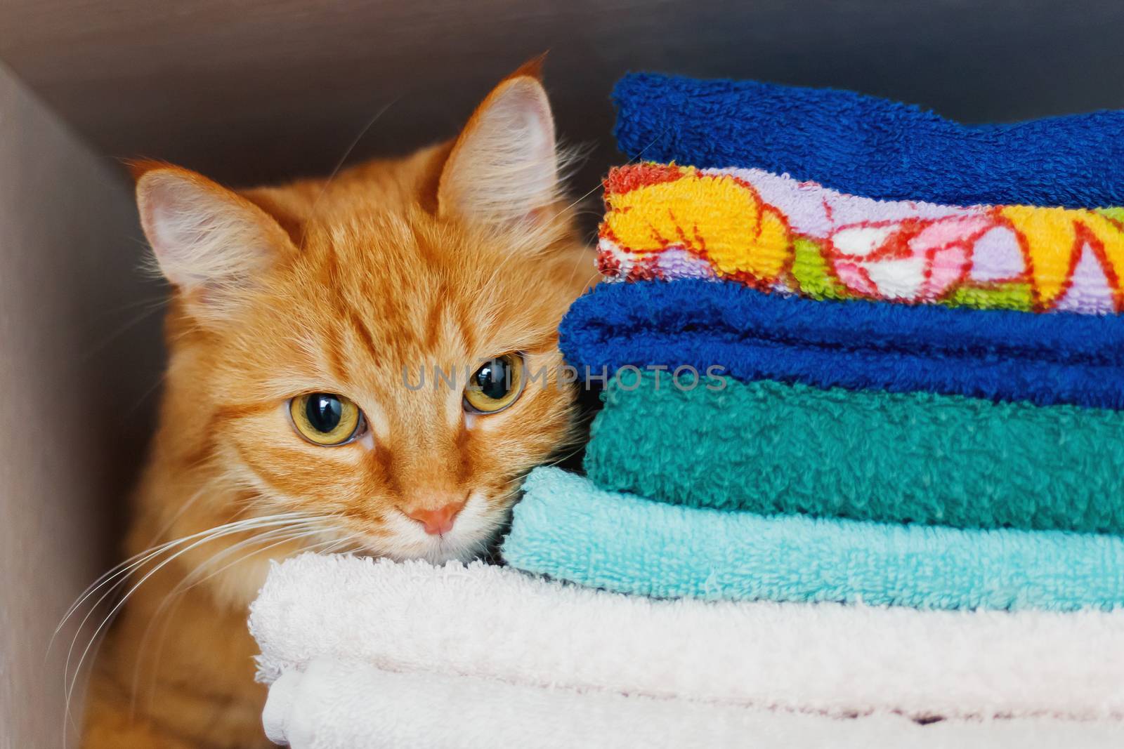 Cute ginger cat hides in a pile of towels. Fluffy pet with wary eyes tried to sleep in forbidden place - wardrobe with clean and ironed clothes and towels.