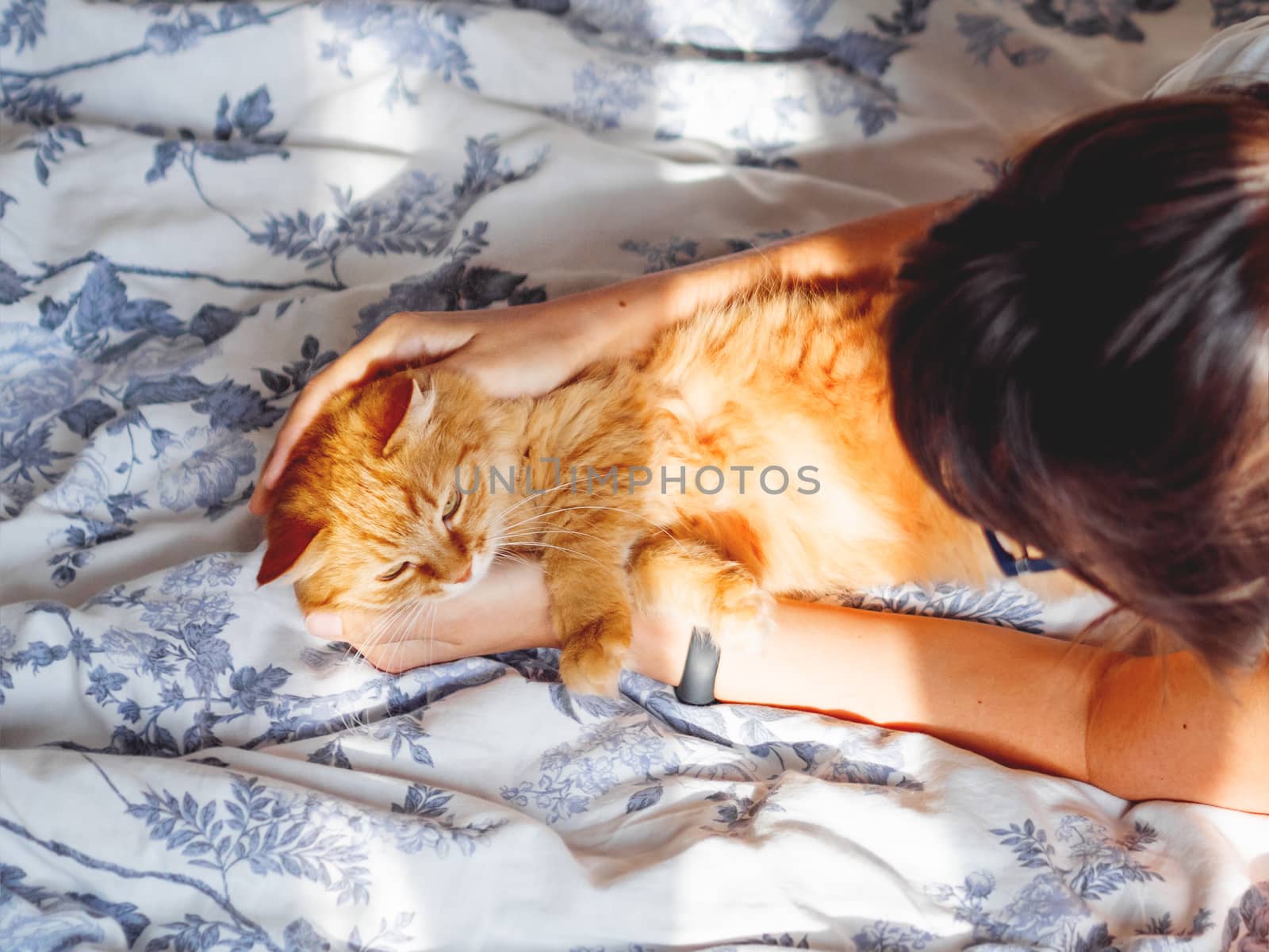 Cute ginger cat lying in bed. Fluffy pet going to sleep here. Woman is stroking her pet. Cozy morning bedtime at home.