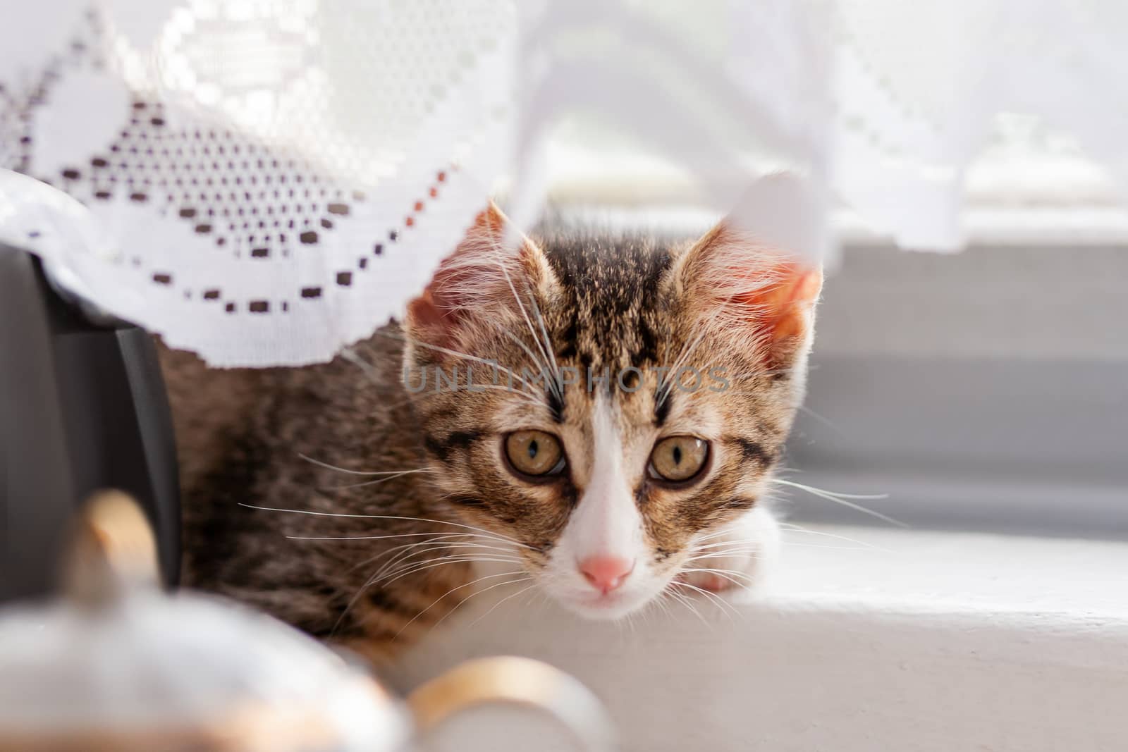 Cute gray kitten is hiding behind laced curtains. Fluffy pet at home. Funny cat on window sill.