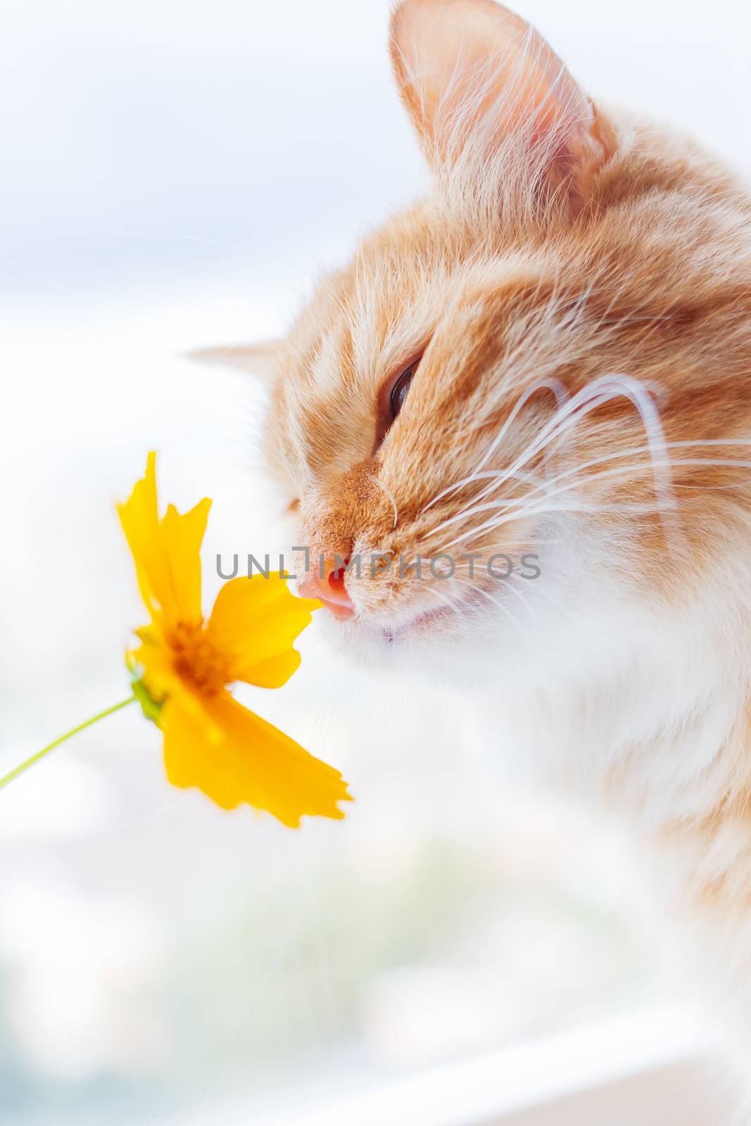 Cute ginger cat smelling a yellow flower. Fluffy pet frowning with pleasure. Cozy spring morning at home.