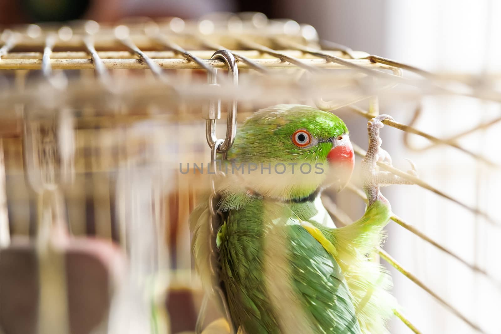 Green lory parrot. Talkative lorikeet pet sitting in a cage with toys.