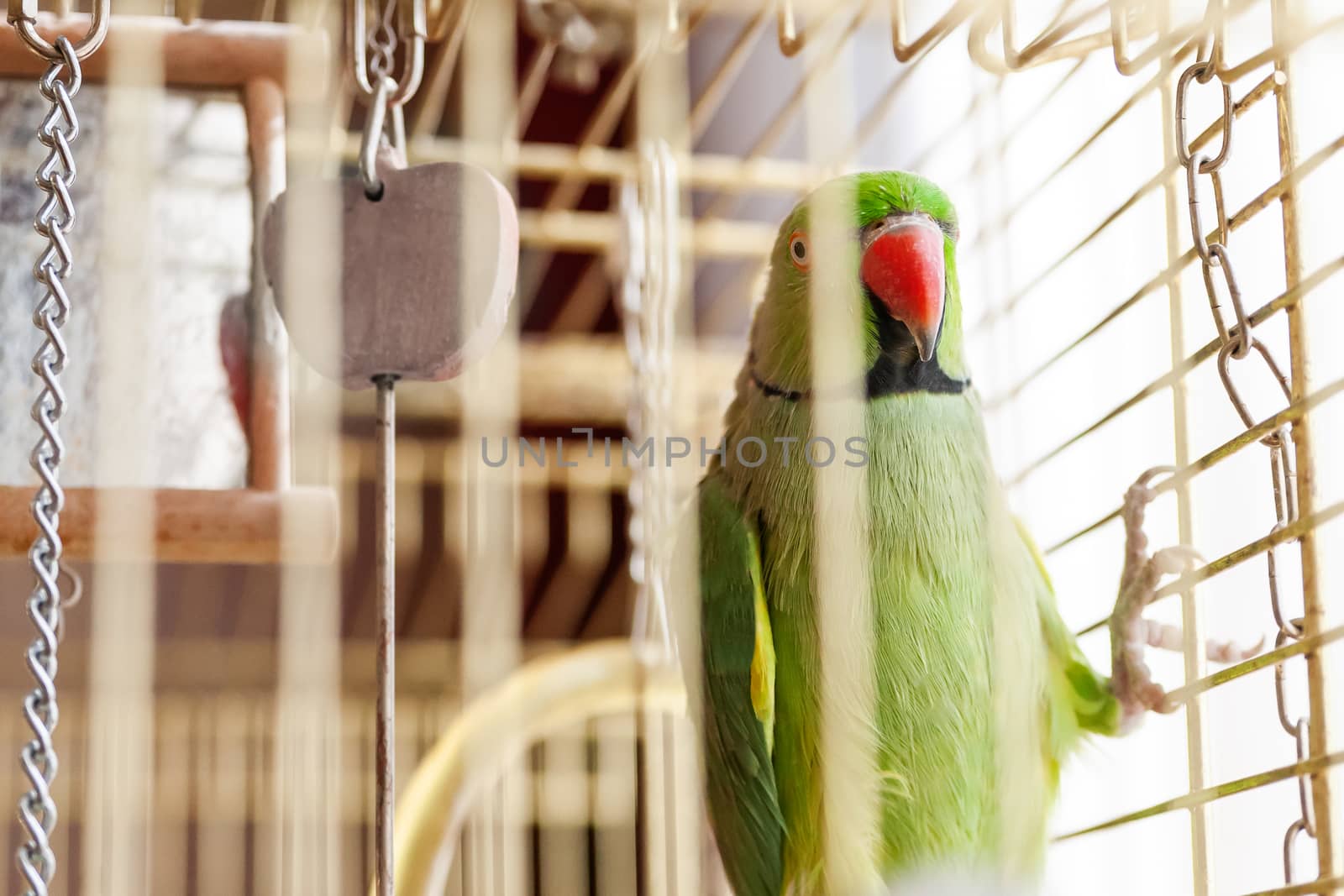 Green lory parrot. Talkative lorikeet pet sitting in a cage with toys.