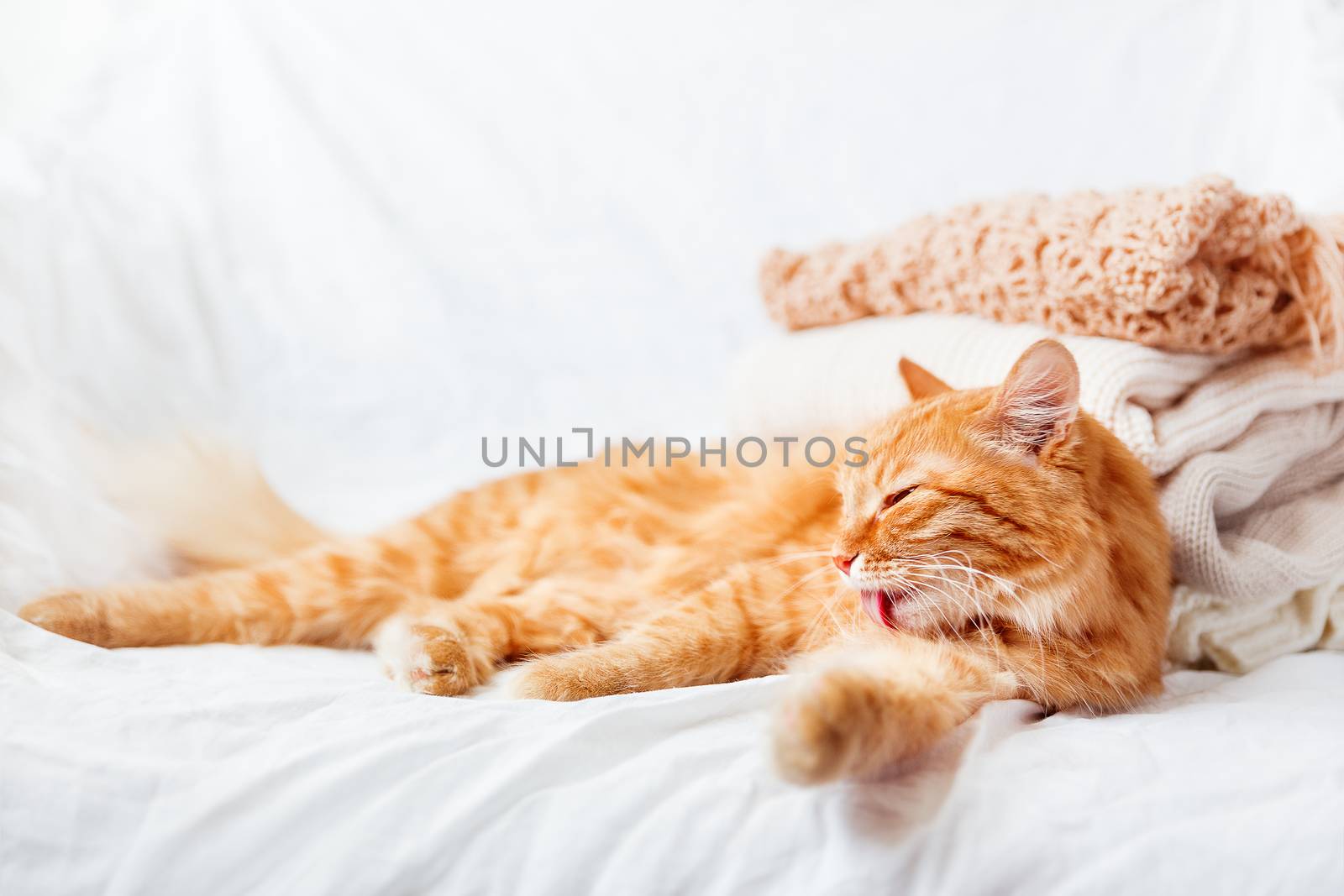 Ginger cat lies near a pile of beige woolen clothes on a white background. Warm knitted sweaters and scarfs are folded in one heap. soft focus.