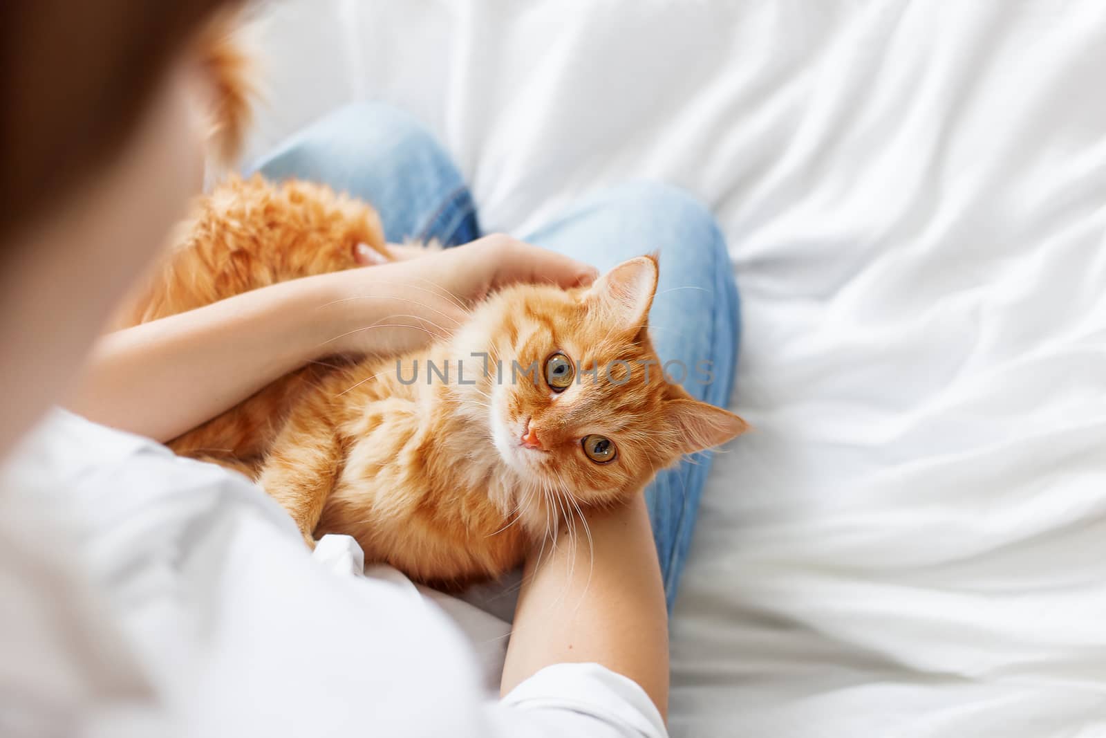Ginger cat lies on woman's hands. The fluffy pet comfortably settled to sleep or to play. Cute cozy background with place for text. Morning bedtime at home. Soft focus.