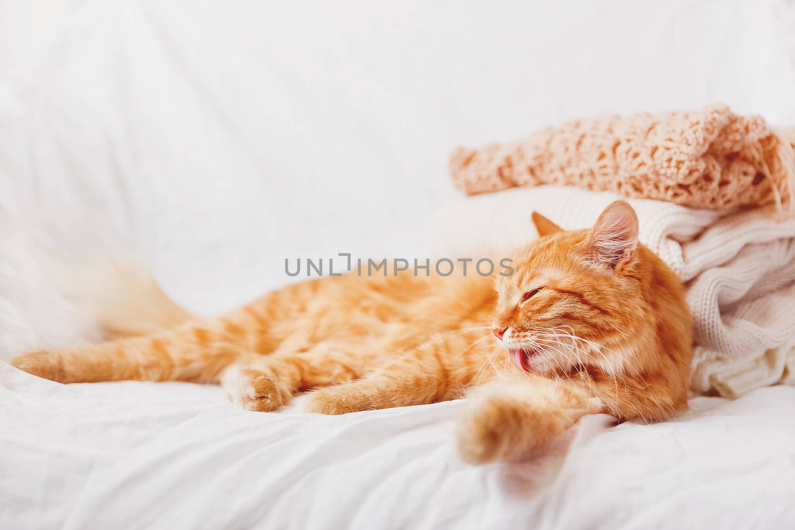 Ginger cat lies near a pile of beige woolen clothes on a white background. Warm knitted sweaters and scarfs are folded in one heap. Imitation of instagram style tone, soft focus.