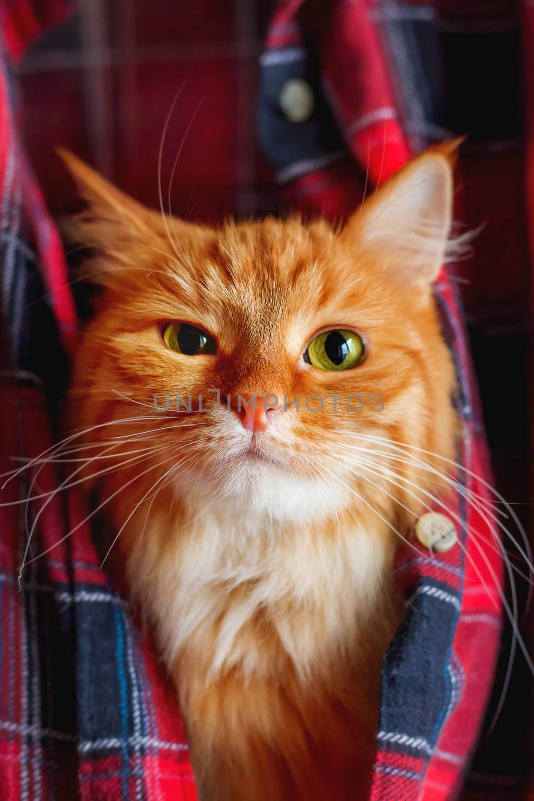 Cute ginger cat put it's head in a tartan shirt. Funny pet with arrogant emotion on face. Red fabric with checkered pattern.