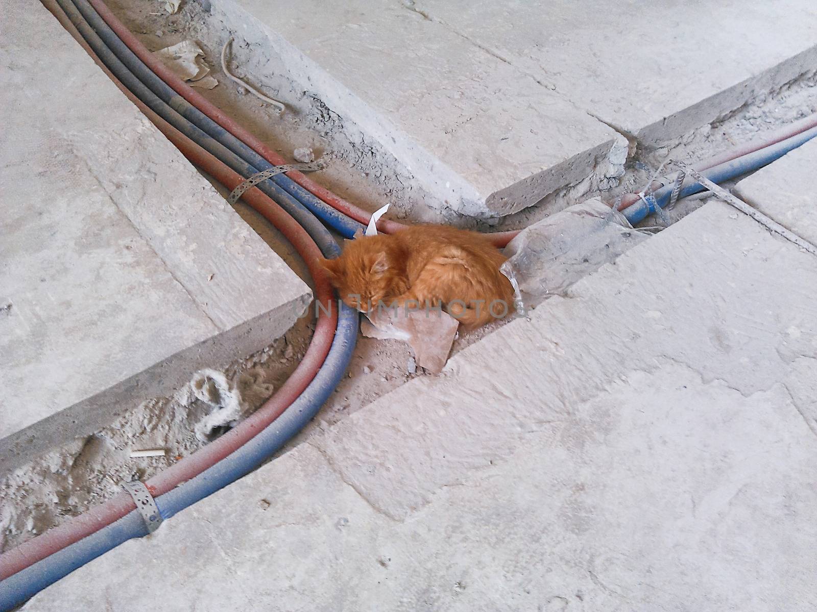 Dirty stray ginger kitten is slepping on construction site. Poor homeless animal.