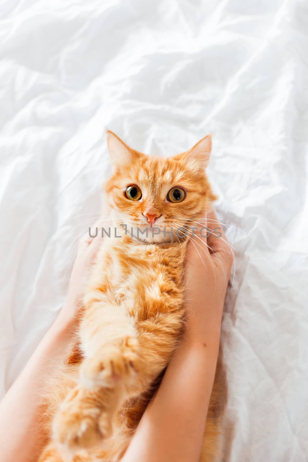 Woman holds a ginger cat with funny expression. Fluffy pet lies on white sheet. Cozy background, morning at home.