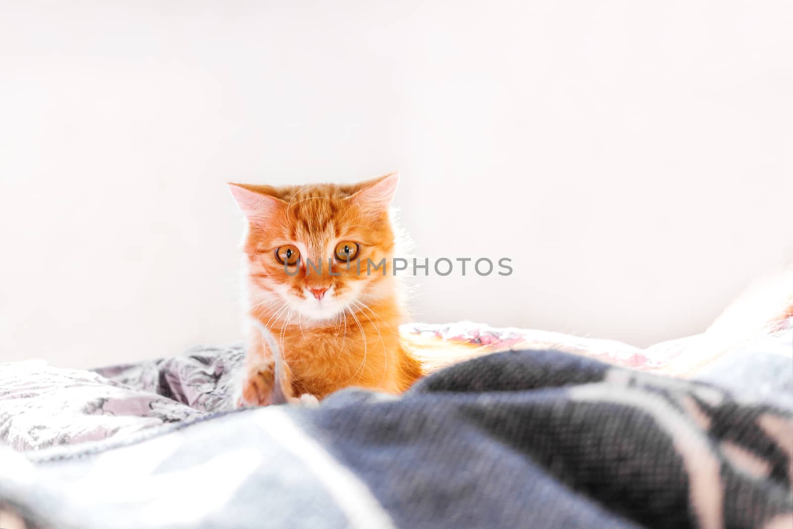 Cute ginger cat lying in bed. Fluffy pet with surprised expression on face.