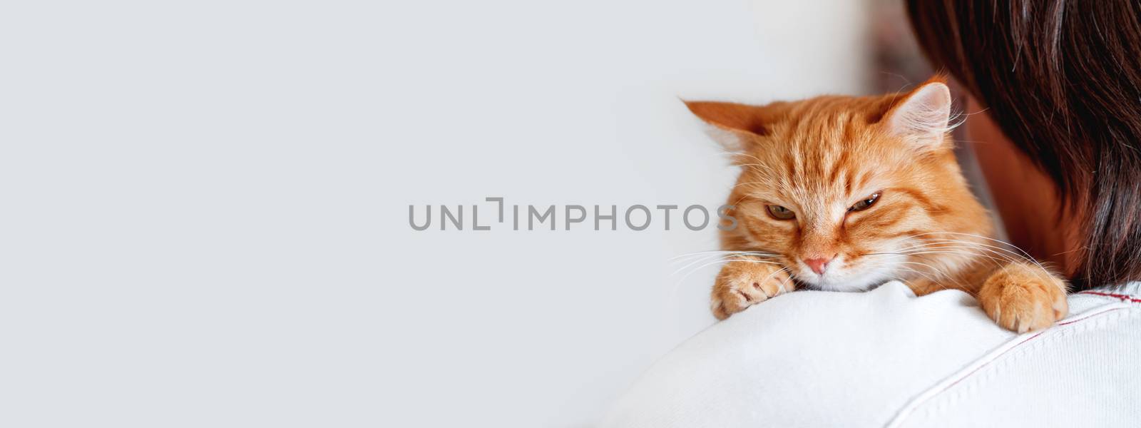 Cute ginger cat is peeping over the shoulder of it's owner. Fluffy pet is sitting on man's hands and staring at camera. Domestic cat with funny expression on face looks cunning.