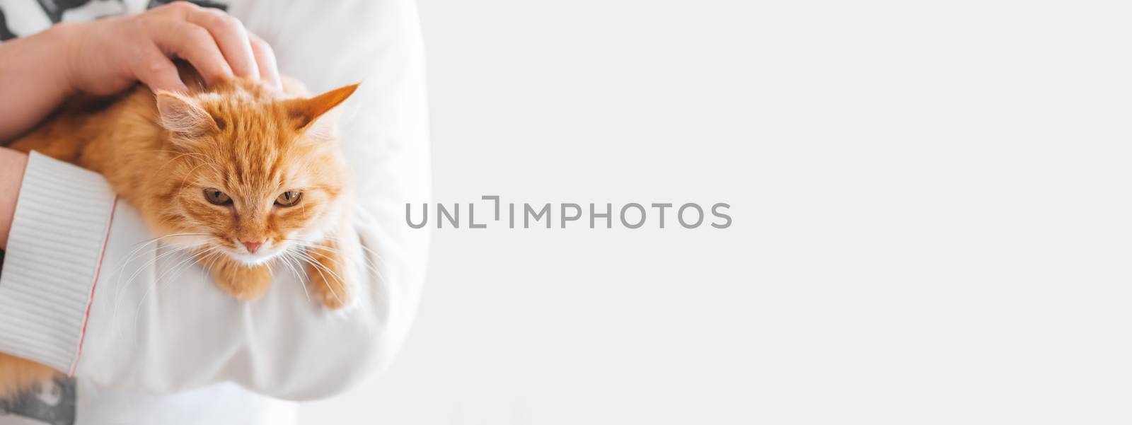 Cute ginger cat is sitting on man's hands and staring at camera. Symbol of fluffy pet adoption. Copy space. by aksenovko