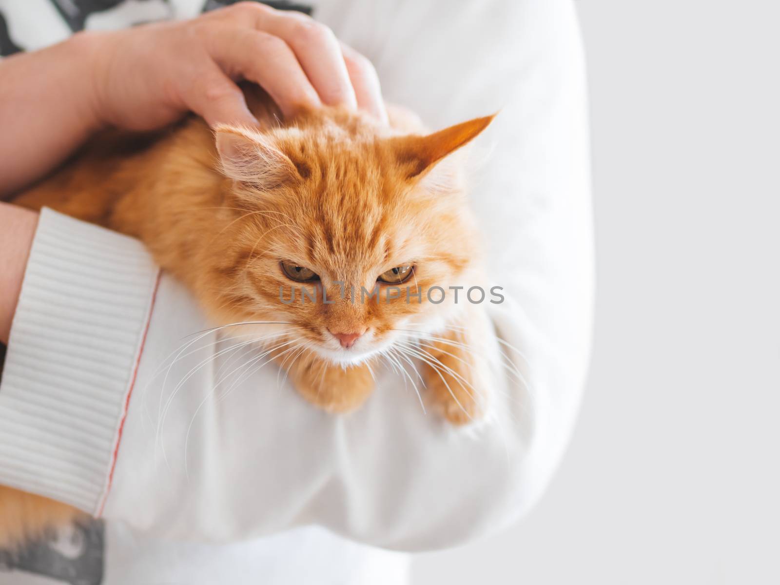 Cute ginger cat is sitting on man's hands and staring at camera. Symbol of fluffy pet adoption.