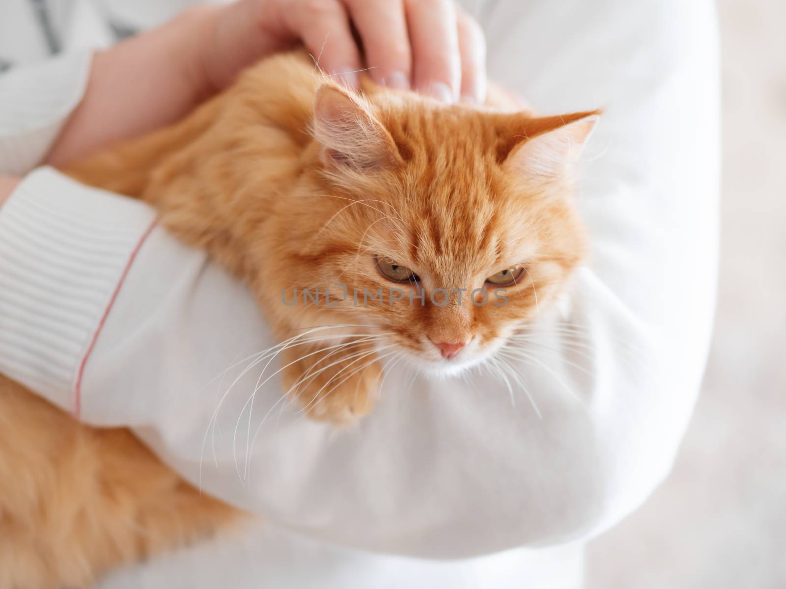 Cute ginger cat is sitting on man's hands and staring at camera. Symbol of fluffy pet adoption.
