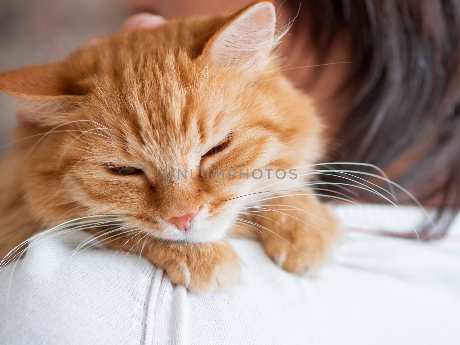 Cute ginger cat is peeping over the shoulder of it's owner. Fluffy pet is sitting on man's hands and staring at camera. Domestic cat with funny expression on face looks cunning.
