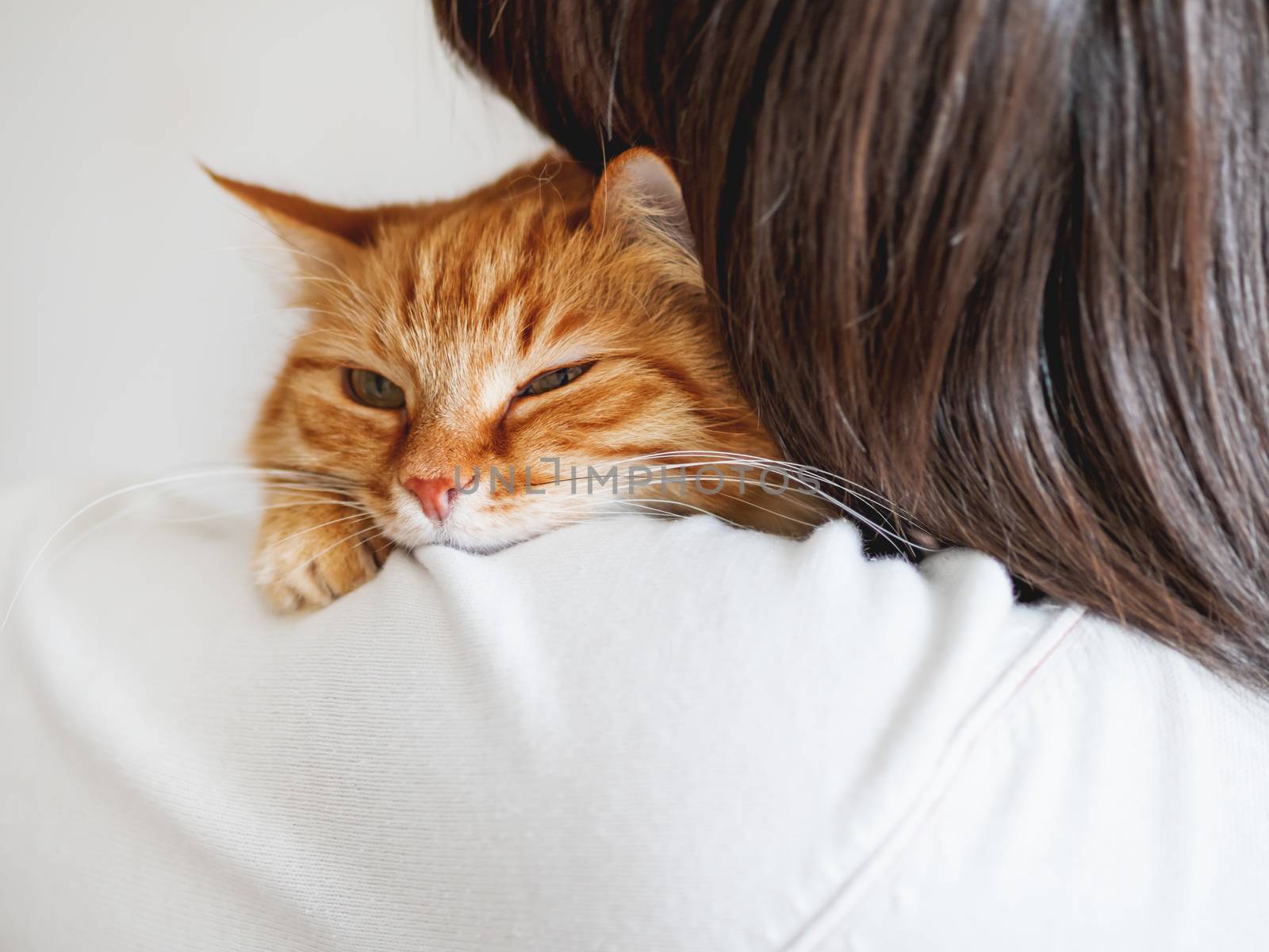 Cute ginger cat is peeping over the shoulder of it's owner. Fluffy pet is sitting on woman's hands and staring at camera. Domestic cat with funny expression on face looks cunning.