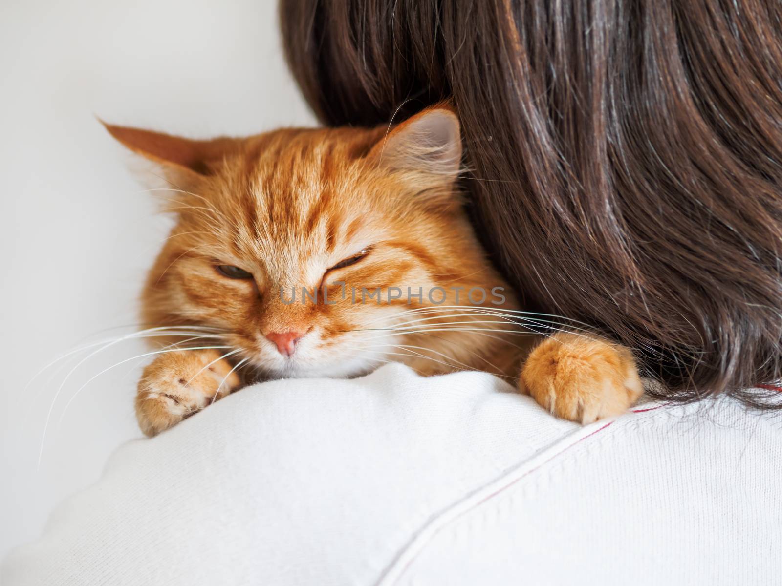 Cute ginger cat is peeping over the shoulder of it's owner. Fluffy pet is sitting on man's hands and staring at camera. Domestic cat with funny expression on face looks cunning.