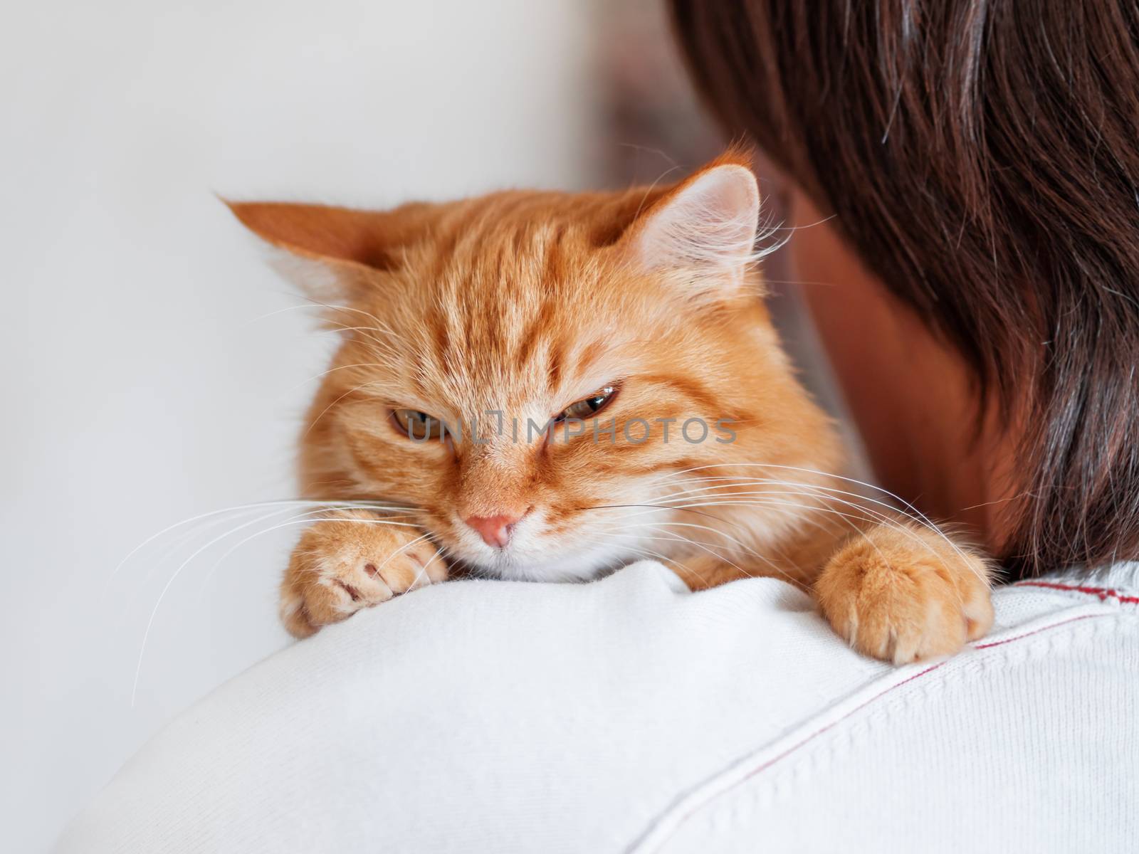 Cute ginger cat is peeping over the shoulder of it's owner. Fluffy pet is sitting on man's hands and staring at camera. Domestic cat with funny expression on face looks cunning.