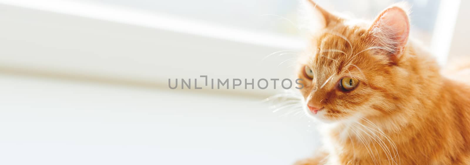 Cute ginger cat sitting on window sill. Cozy home background with domestic fluffy pet in sunlight. Place for text.