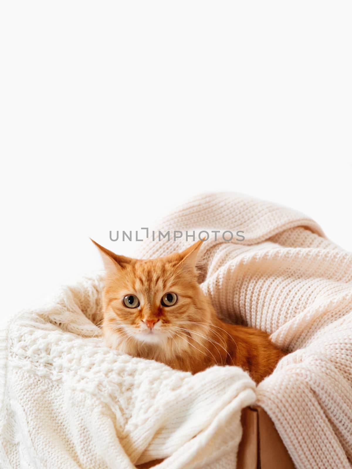Cute ginger cat in box with knitted sweaters. Curious fluffy pet with warm beige clothes. Copy space.
