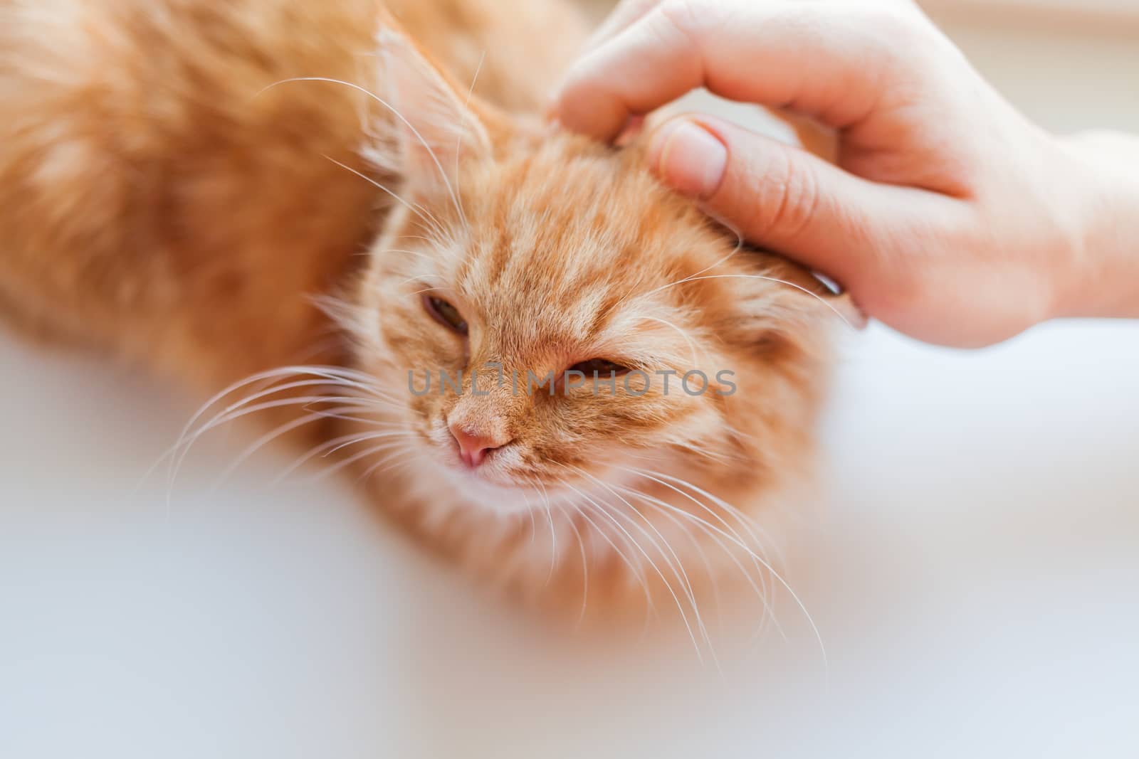 Man stroking a cute ginger cat. Fluffy pet frowning of pleasure. Cozy home background. Pet adoption.