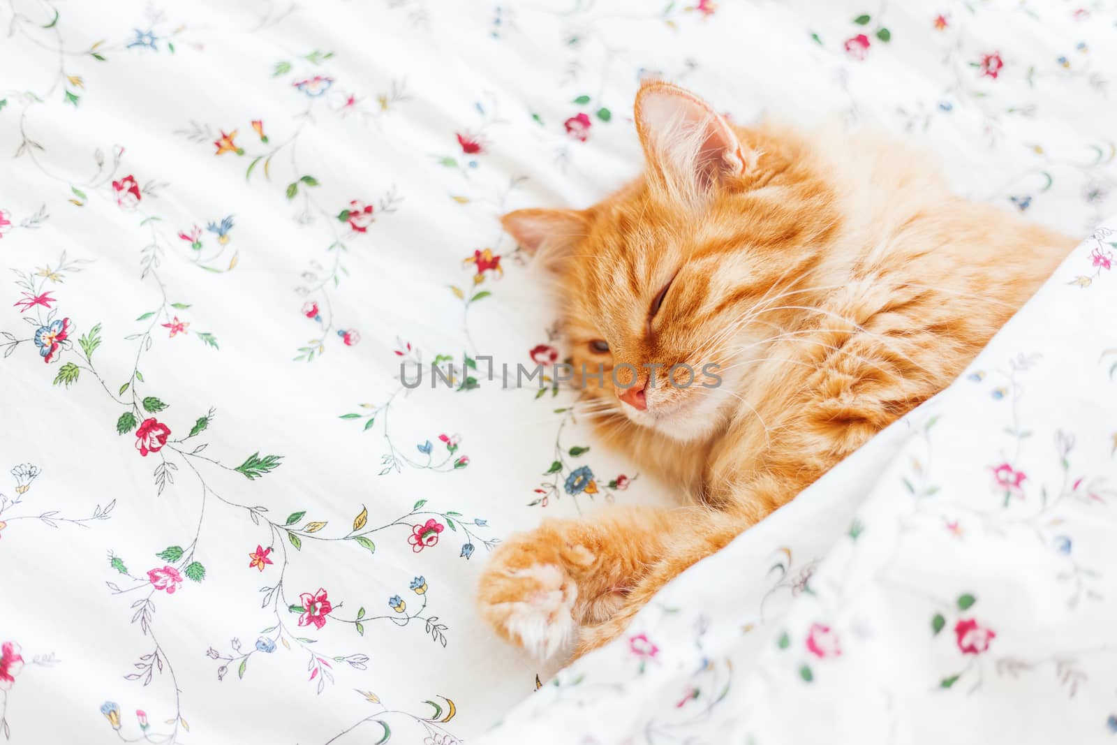 Cute ginger cat lying in bed under a blanket. Fluffy pet comfortably settled to sleep. Cozy home background with funny pet.