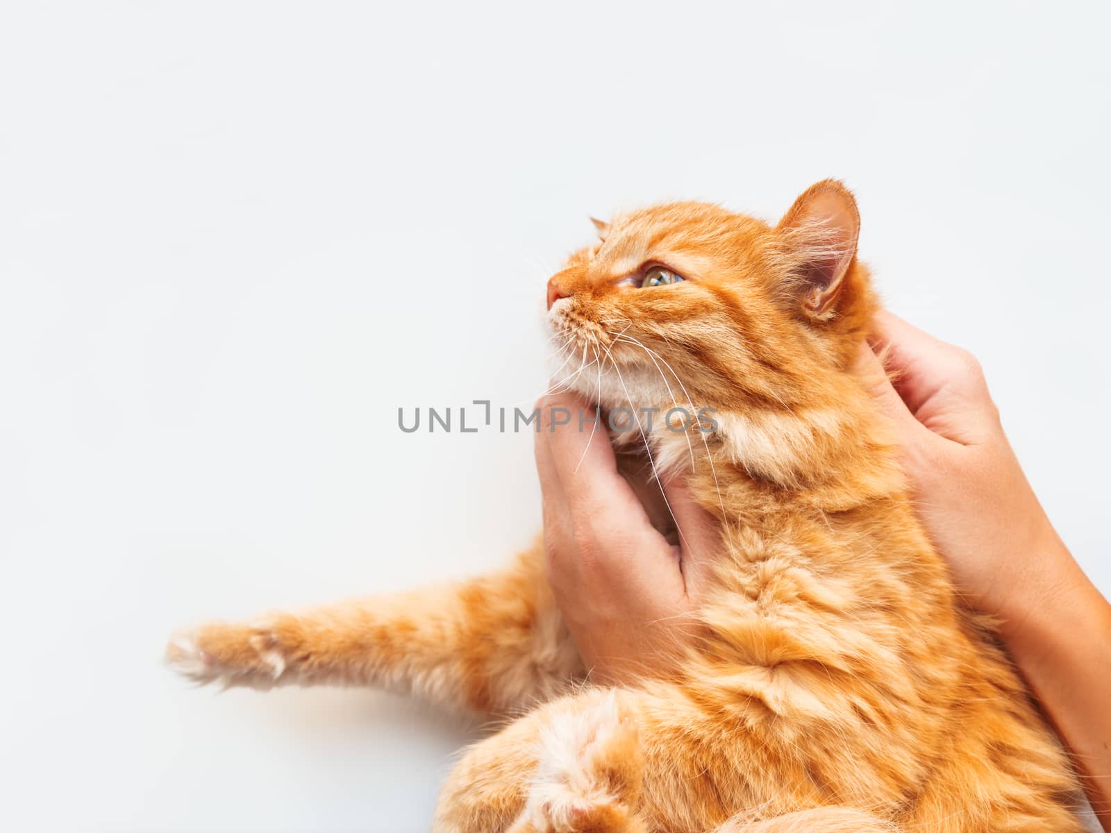 Woman is holding cute ginger cat. Fluffy pet on white background.