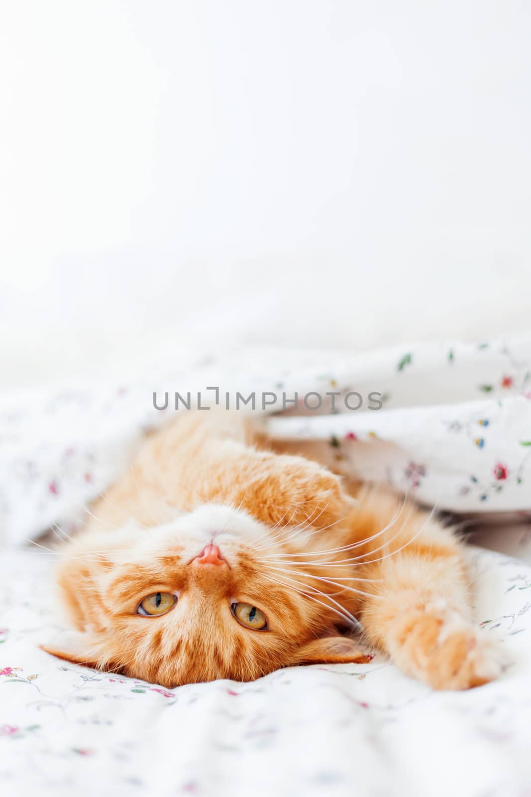 Cute ginger cat lying in bed under a blanket. Fluffy pet comfortably settled to sleep. Cozy home background with funny pet. Place for text.