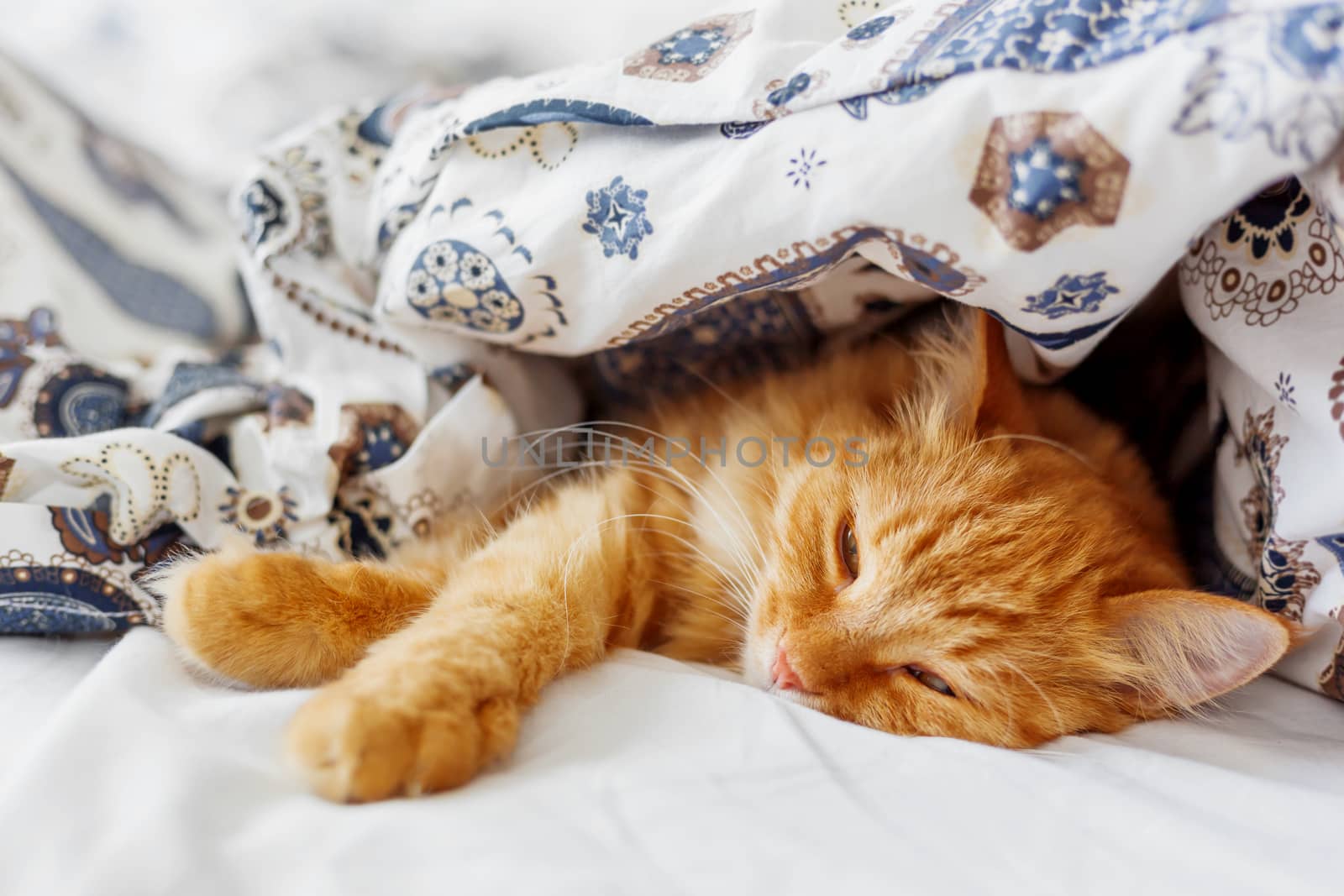 Cute ginger cat lying in bed under a blanket. Fluffy pet comfortably settled to sleep. Cozy home background with funny pet.