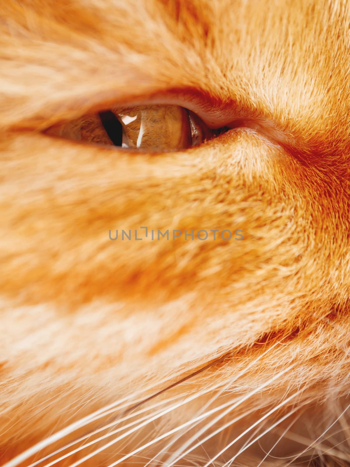 Cute ginger cat is dozing. Close up photo of fluffy pet face. Domestic animal staring in camera. Macro photo of cat's eye in fur.