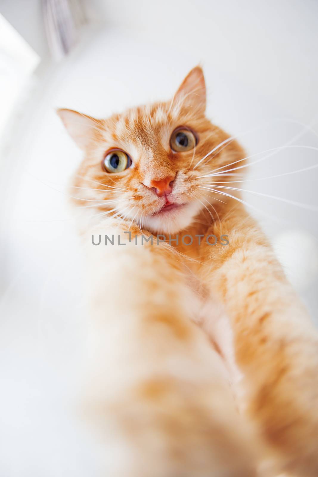 Cute ginger cat with funny expression on face, bottom view. Fluffy pet comfortably looks crazy. Fish eye lens effect.