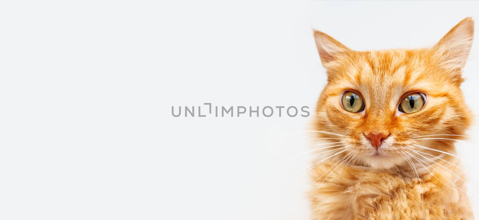 Banner with cute ginger cat. Fluffy pet on white background. Domestic animal with funny curious expression on furry face.