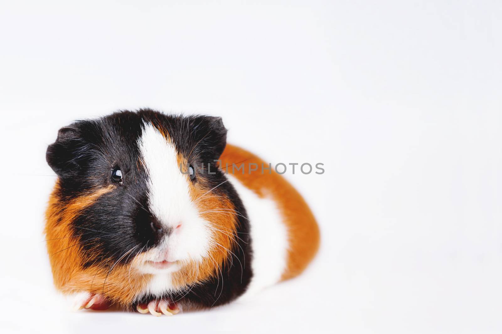 Cute tricolor Guinea pig with curious expression on white background with place for text.