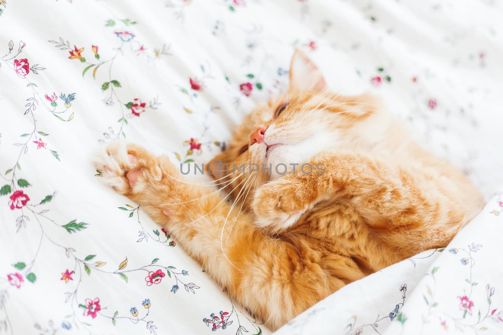 Cute ginger cat lying in bed under a blanket. Fluffy pet comfortably settled to sleep. Cozy home background with funny pet.