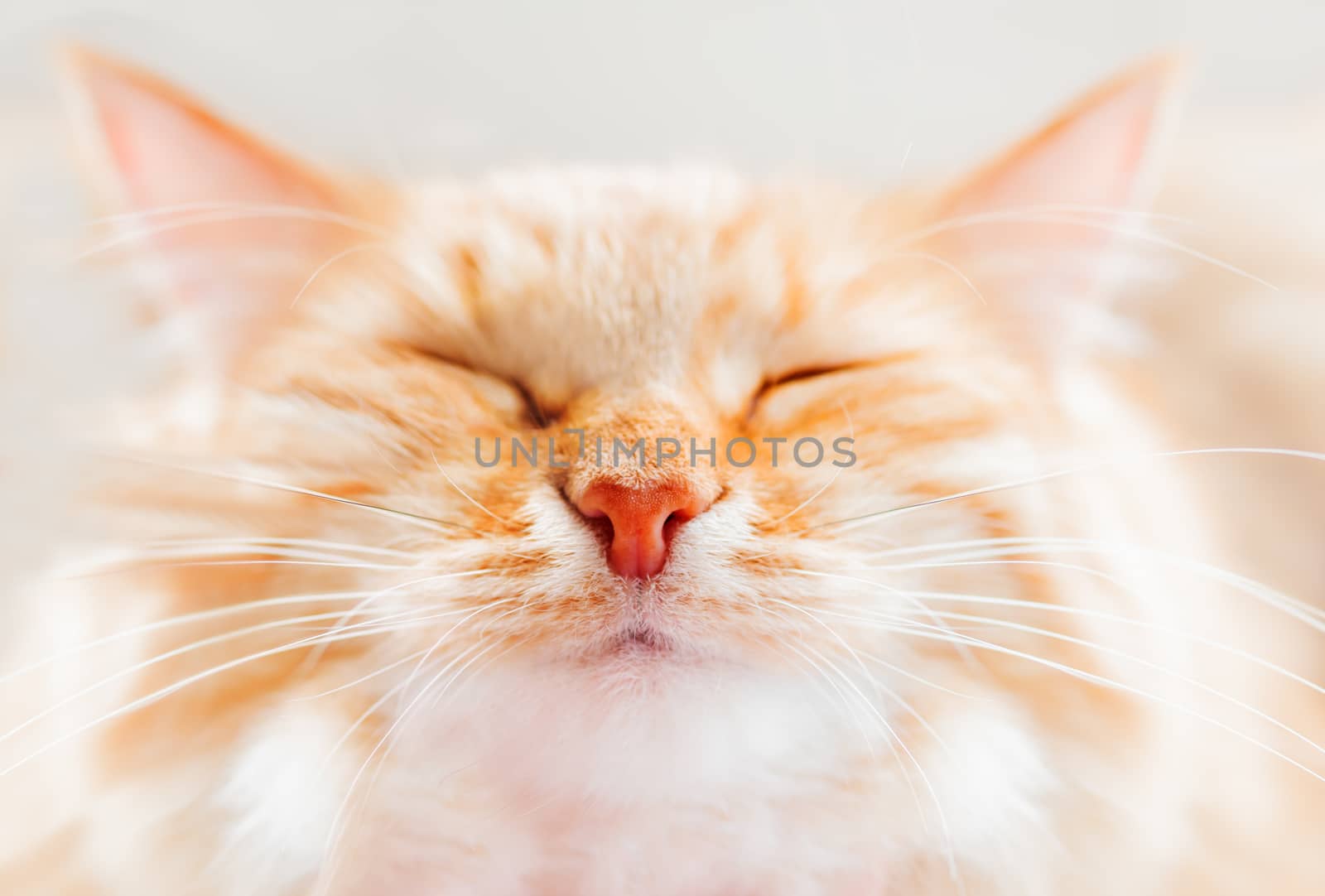 Cute ginger cat is dozing. Close up photo of fluffy pet face. Domestic animal is squinting with pleasure. Macro photo of cat's eye and nose.