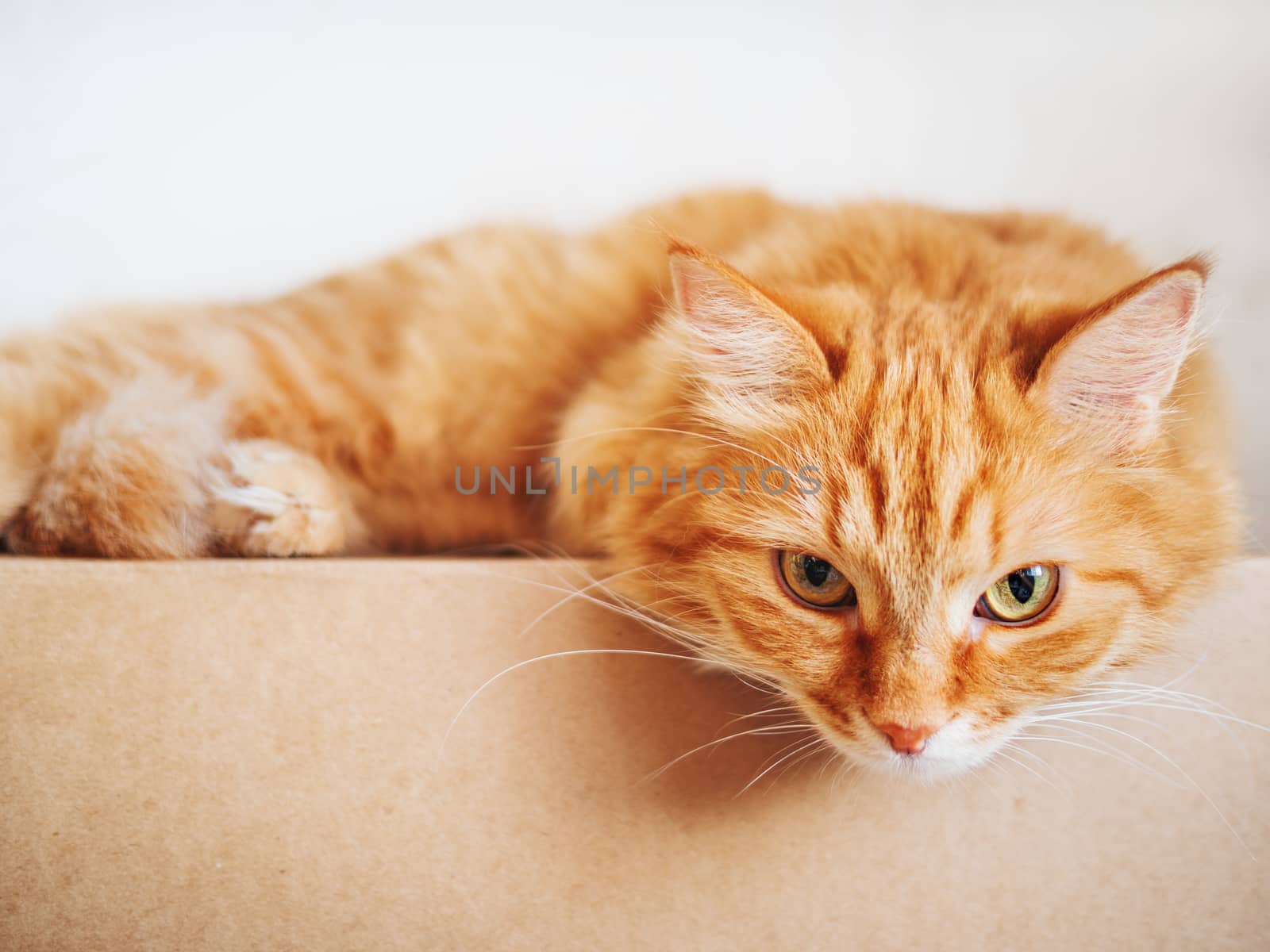 Cute ginger cat lying on carton box. Fluffy pet gazing curiously.
