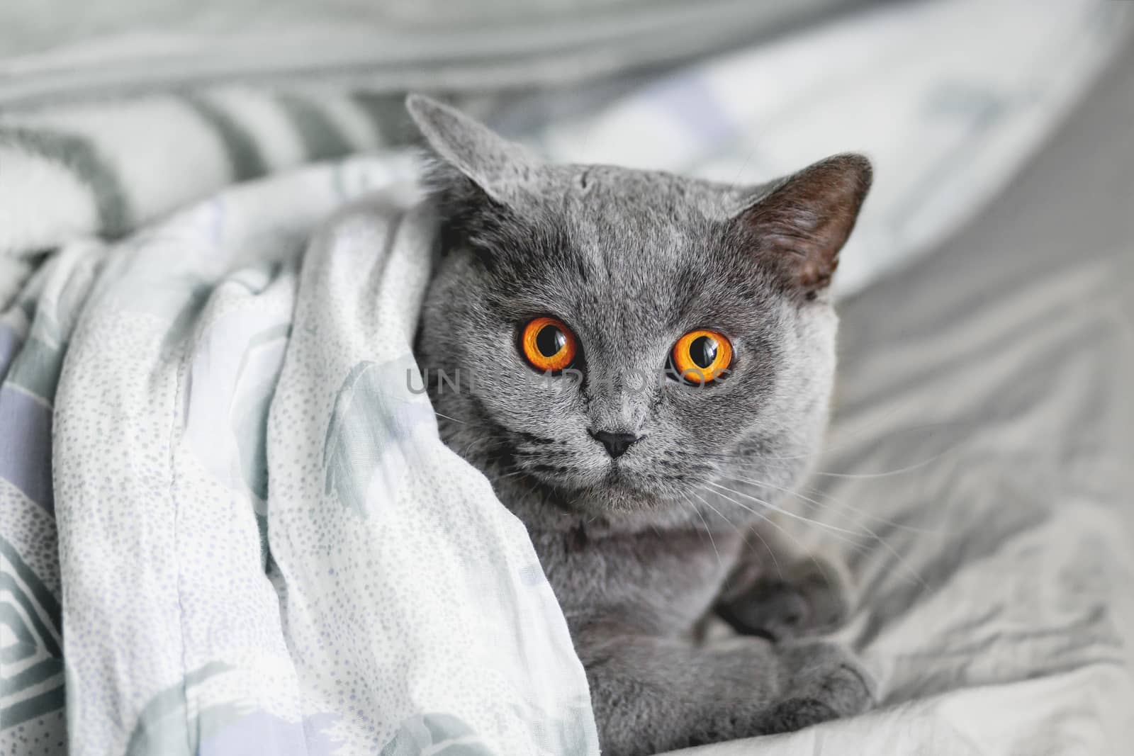 Cute grey cat lying in bed under a blanket. Fluffy pet comfortably settled to sleep. Cozy home background with funny pet.