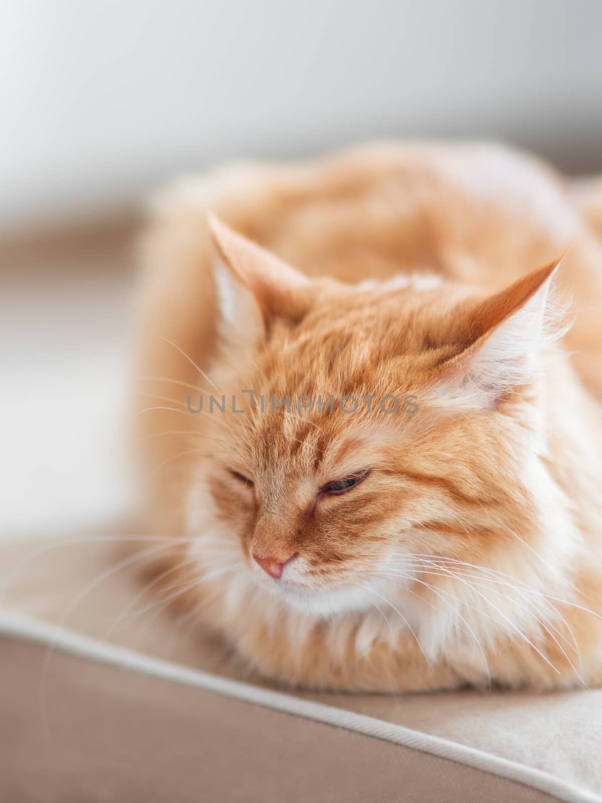 Cute ginger cat lying on couch. Fluffy pet looks sleepy. Cozy home background.