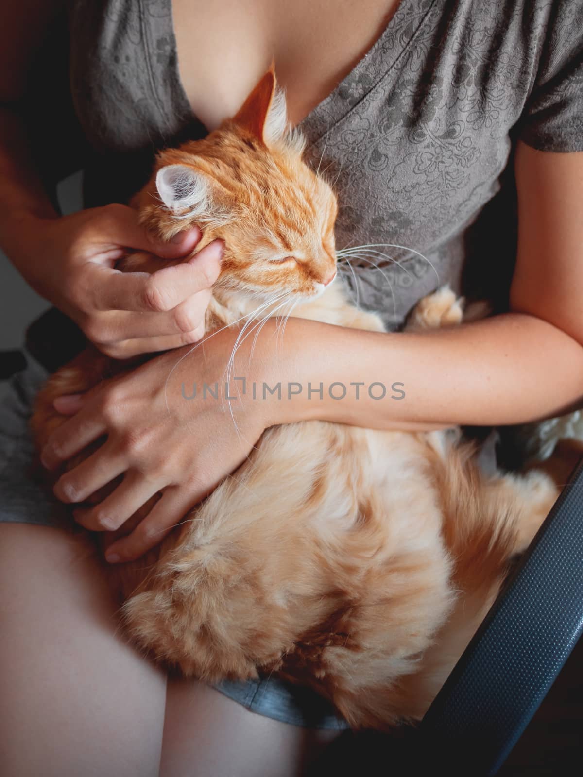 Woman cuddles het cute ginger cat. Fluffy tabby pet looks pleased and sleepy. Cozy home background.