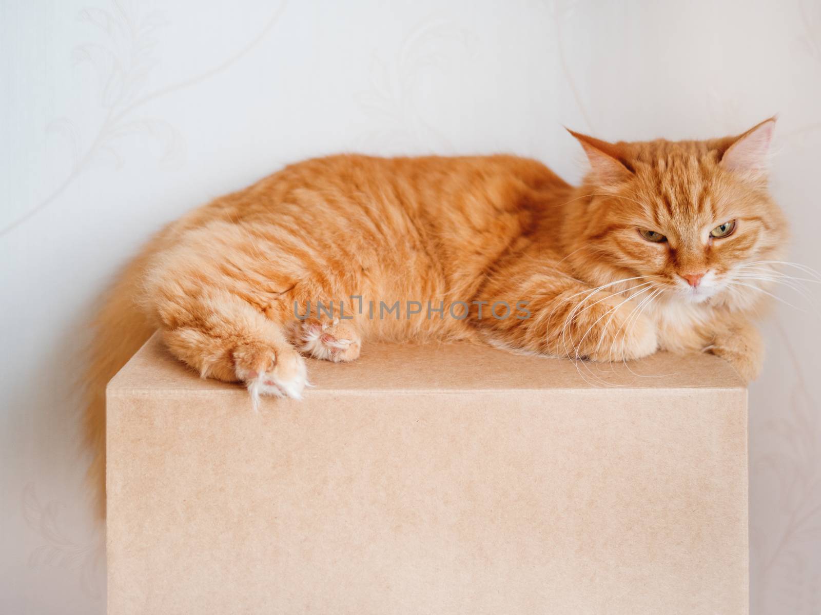 Cute ginger cat lying on carton box. Fluffy pet gazing angrily.