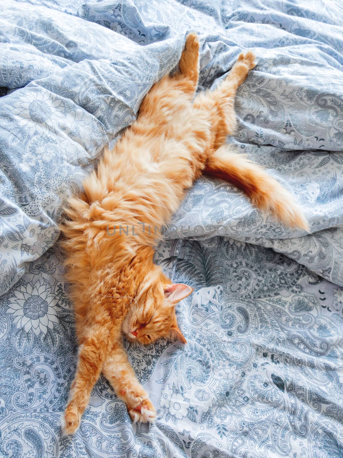 Cute ginger cat lying in bed. Fluffy pet stretching. Cozy home background, morning bedtime.