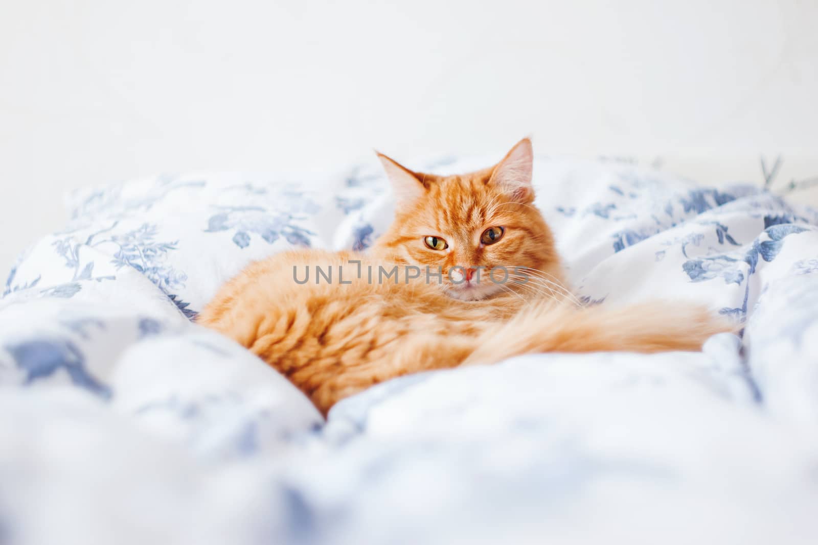 Cute ginger cat lying in bed. Fluffy pet looks curiously. Cozy home background.