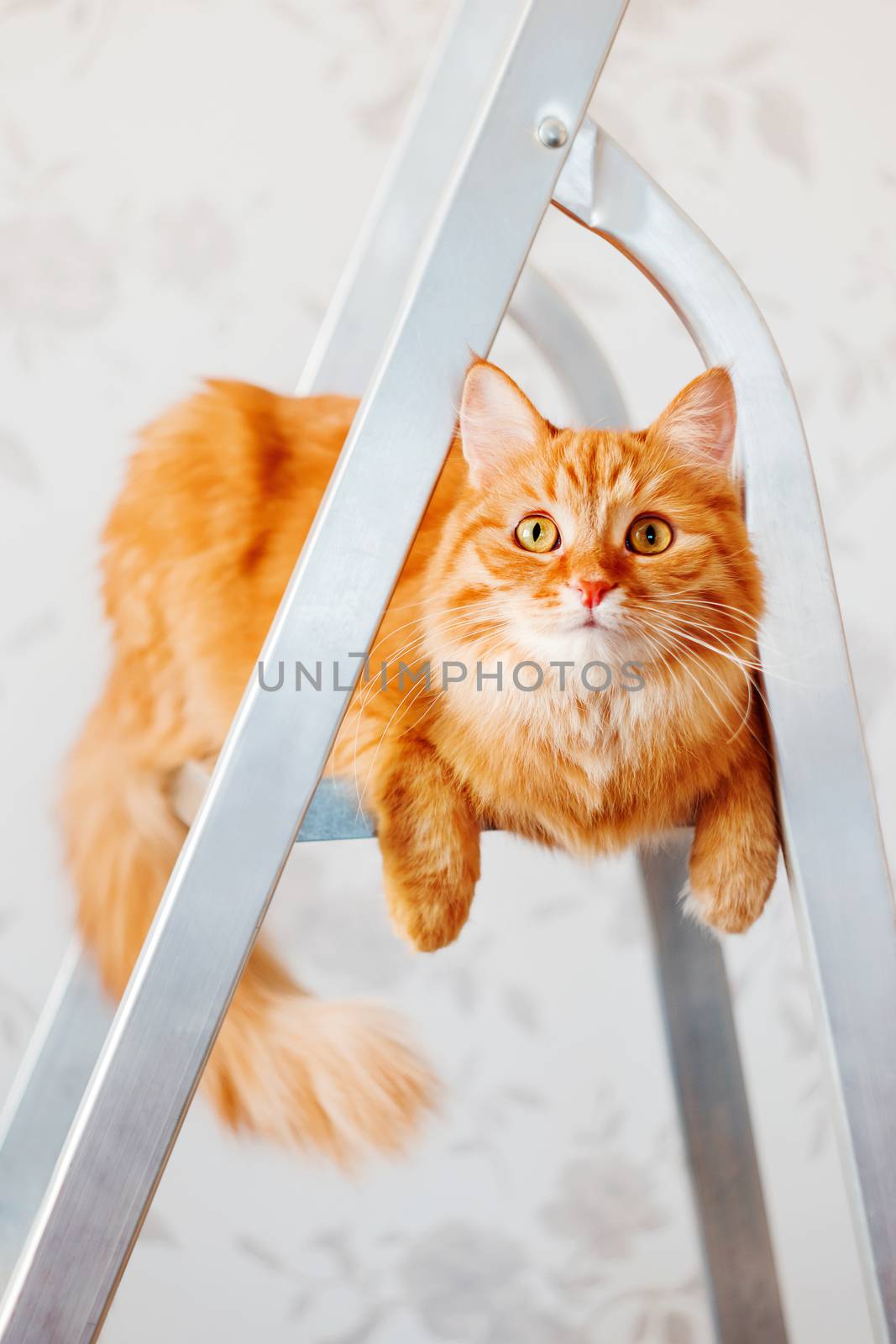 Cute ginger cat sits on ladder. Fluffy pet with curious expression on face. Place for text.