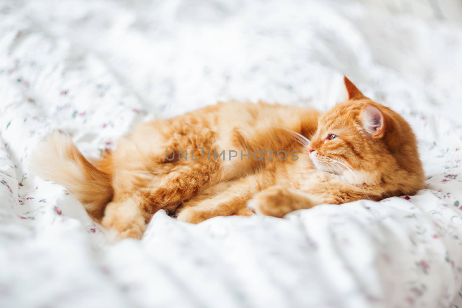 Cute ginger cat lying in bed on a blanket. Fluffy pet comfortably settled to sleep. Cozy home background with funny pet.